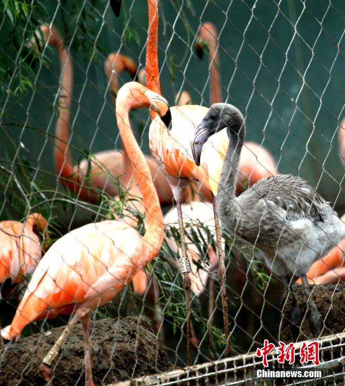 중국 정저우 동물원에서 태어난 새끼 플라밍고 처음으로 공개