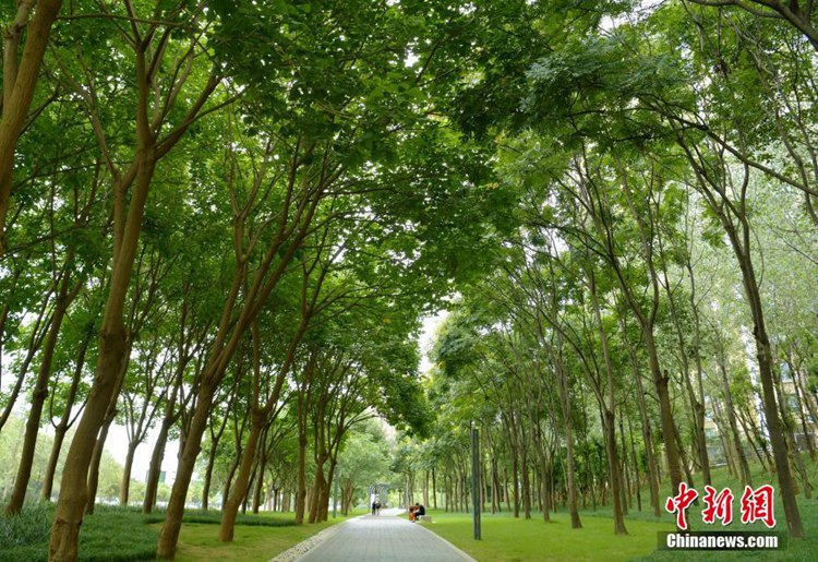 중국 청두 제3 순환도로에 설치된 ‘녹색 판다 거리’