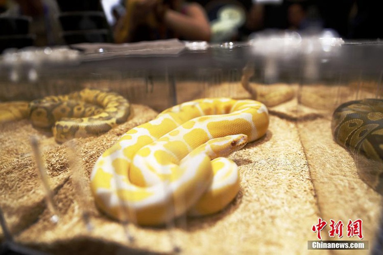 도마뱀 뱀 거미 마멋…새로운 파충류 애완동물들 상하이 박람회에 모여
