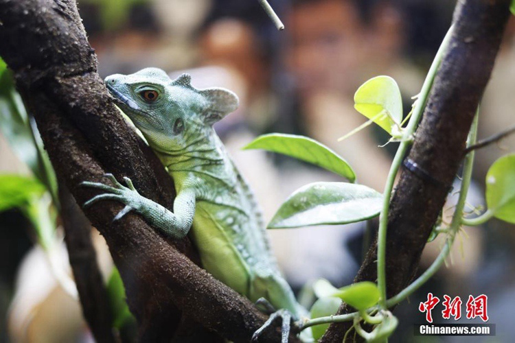 도마뱀 뱀 거미 마멋…새로운 파충류 애완동물들 상하이 박람회에 모여