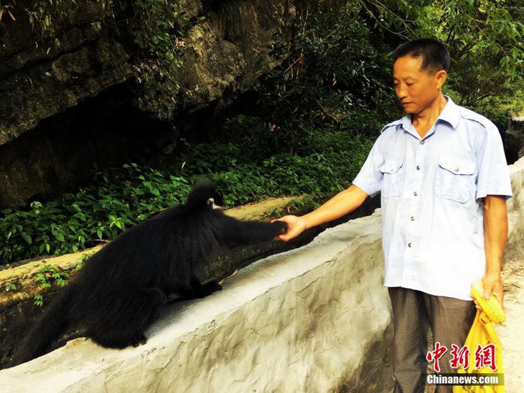 구이저우 삼림 감시원, 프랑수아랑구르와 대화 가능해