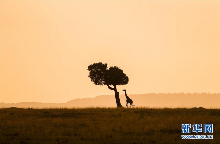 케냐 마사이마라국립보호구 탐방