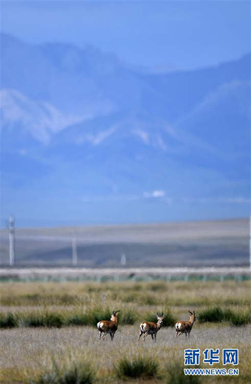 中 칭하이호 국가급 자연보호구, 프셰발스키가젤 개체수 2010마리까지 늘어나