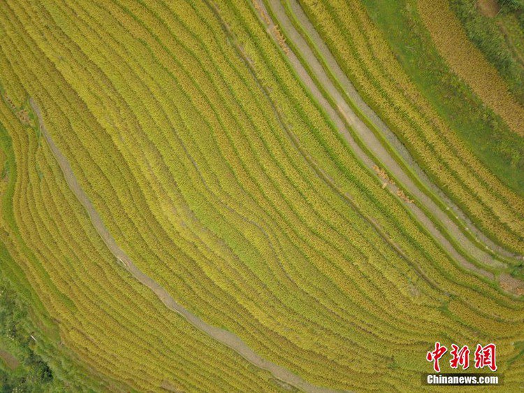 구이저우 룽장현에 찾아온 가을, 황금빛으로 물든 계단식 밭의 절경