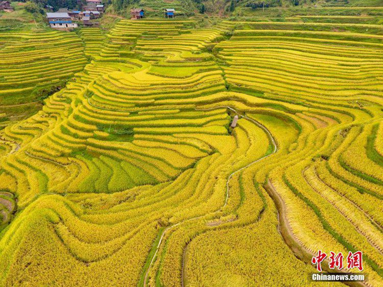 구이저우 룽장현에 찾아온 가을, 황금빛으로 물든 계단식 밭의 절경