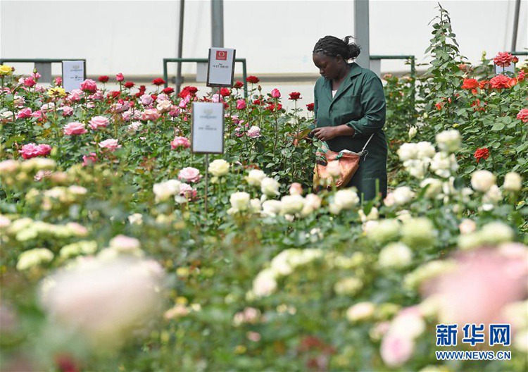 케냐 장미 중국에서 인기 급상승, 나이바샤호 꽃 농장 탐방