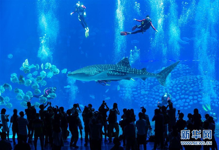 고래상어와 수영할 수 있는 중국 주하이 ‘창룽해양왕국’
