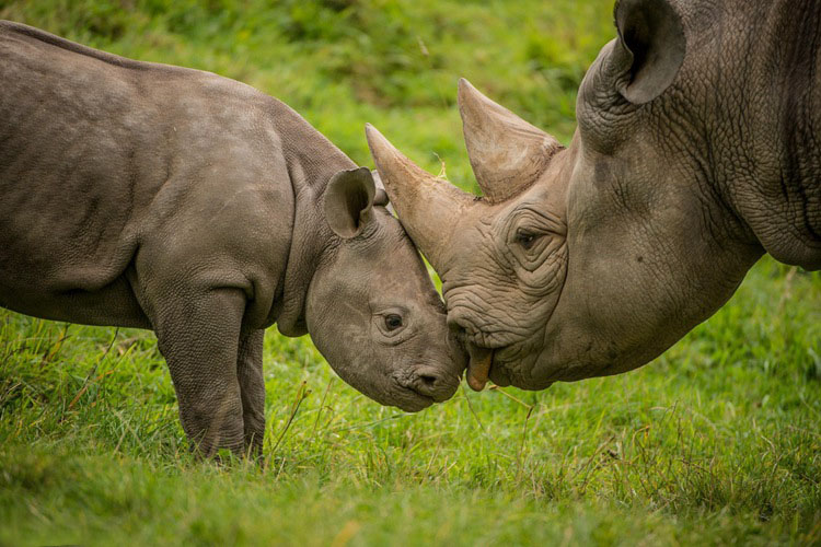 영국 체스터 동물원 새끼 코뿔소의 ‘사랑법’, 너무 귀여워