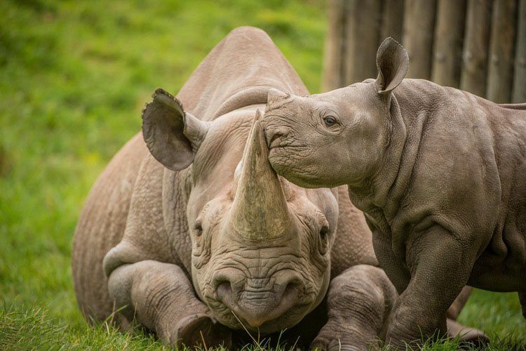 영국 체스터 동물원 새끼 코뿔소의 ‘사랑법’, 너무 귀여워
