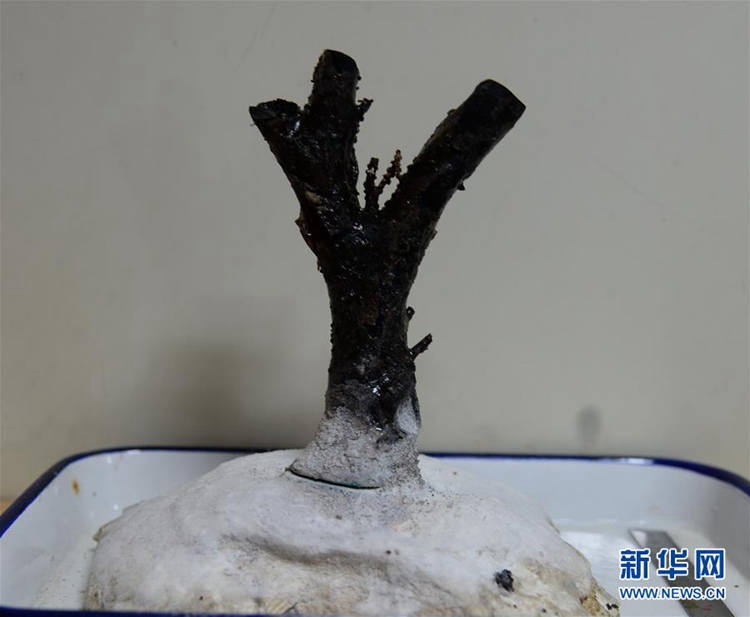 중국 ‘커쉐호’ 서태평양 캐롤라인 제도서 수천 년 된 산호초 채집에 성공