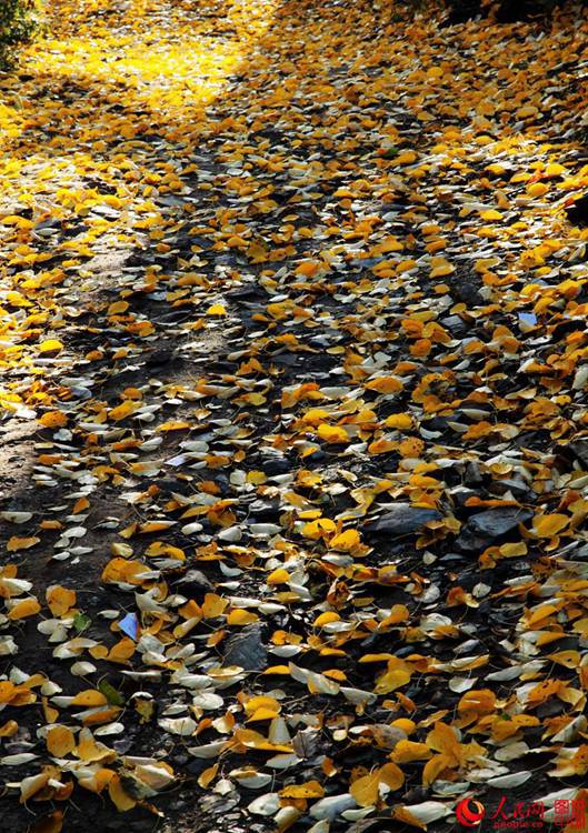9월 가을 우타이산의 황금빛 매력