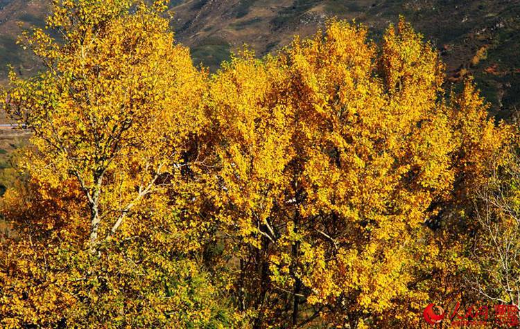 9월 가을 우타이산의 황금빛 매력