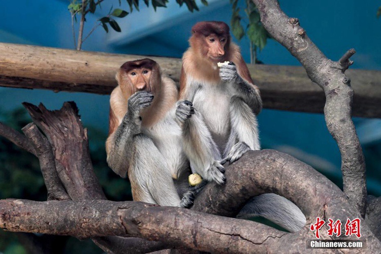 중국 처음으로 멸종 위기종 코주부원숭이 들여와