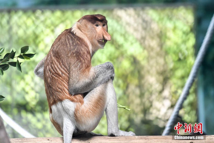 중국 처음으로 멸종 위기종 코주부원숭이 들여와