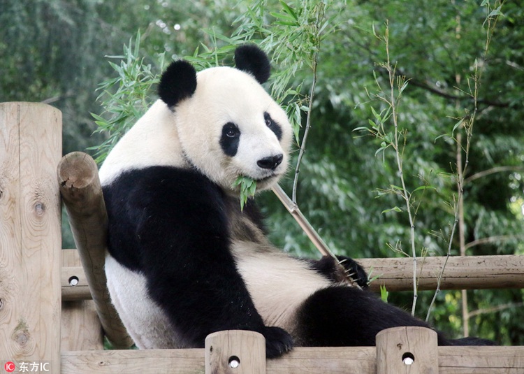 아빠 된 일본 도쿄 우에노 동물원의 판다 ‘리리’