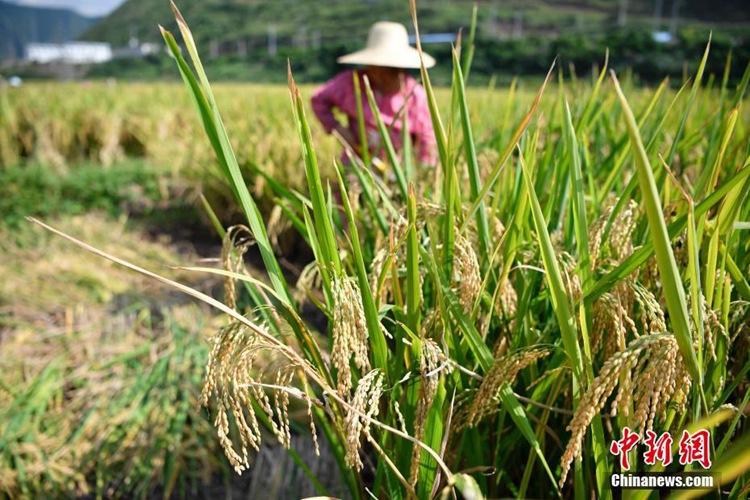 중국 지린 바이청: 수확기 맞은 황금빛 논
