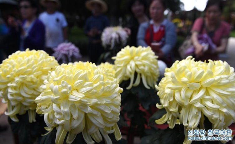 중국 국경절 연휴에 즐기는 또 하나의 절경, 쿤밍에는 국화꽃 향기가 ‘솔솔’