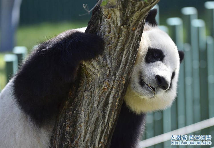 중국 선양 삼림동물원 판다관 개관, 귀여운 판다 4마리 관광객들과 ‘인사’