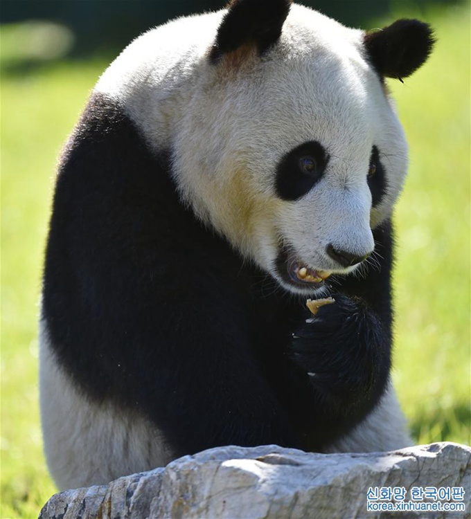 중국 선양 삼림동물원 판다관 개관, 귀여운 판다 4마리 관광객들과 ‘인사’