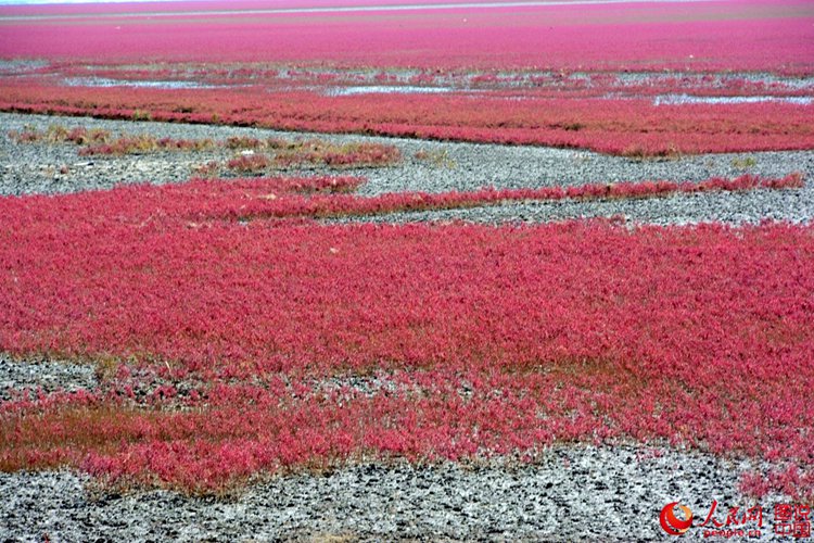 가을에만 볼 수 있는 절경, 중국 훙하이탄에 펼쳐진 ‘붉은 물결’
