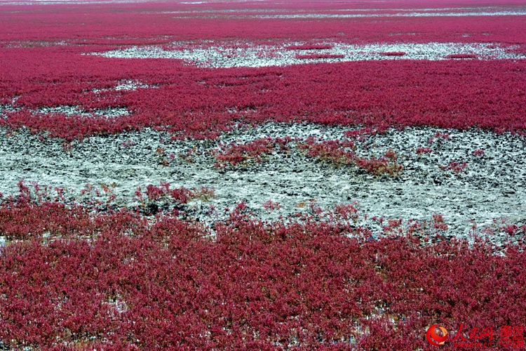 가을에만 볼 수 있는 절경, 중국 훙하이탄에 펼쳐진 ‘붉은 물결’