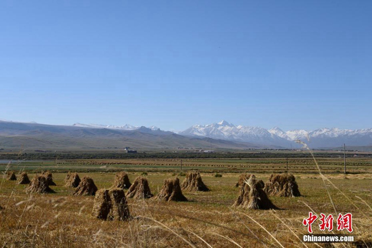 간수 쑤난 유고족 자치현에 펼쳐진 ‘은빛 장관’