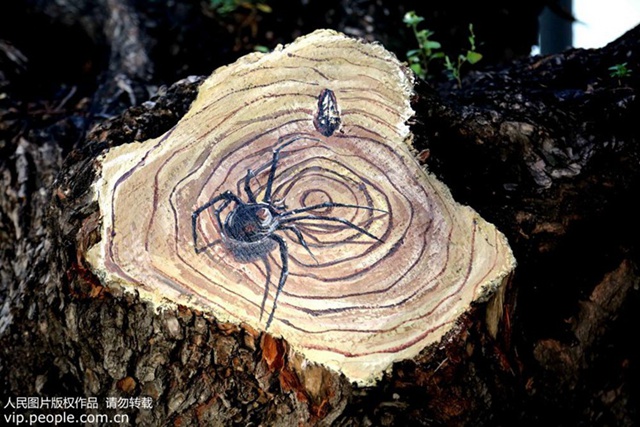 심양: 훼손된 나무에 등장한 ‘그림 작품’ 시선 강탈