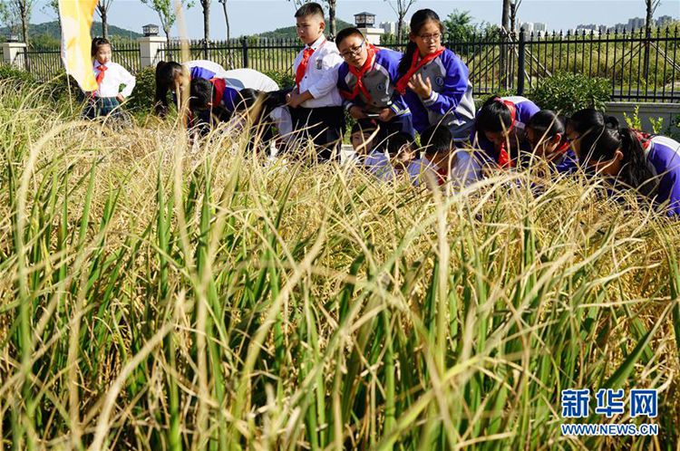 중국 ‘내염성 벼’ 재배 성공, 알칼리성 토지에서 식량 생산한다