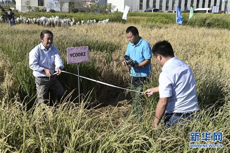 중국 ‘내염성 벼’ 재배 성공, 알칼리성 토지에서 식량 생산한다