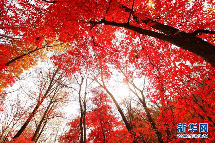 총천연색 물감이 흩뿌려진 대자연의 가을 팔레트