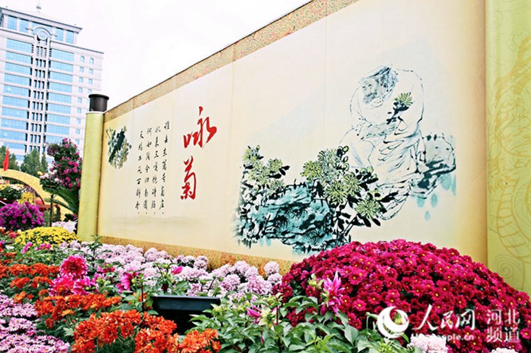 중국 스자좡 제14회 금추국 전시회 개막, 국화꽃 향기
