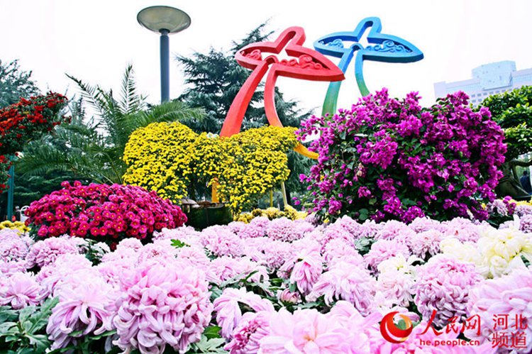 중국 스자좡 제14회 금추국 전시회 개막, 국화꽃 향기
