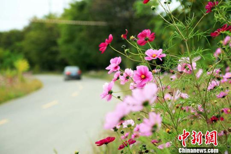 간쑤 톈수이에 펼쳐진 ‘Galsang flower 길’, 꽃길만 33km!
