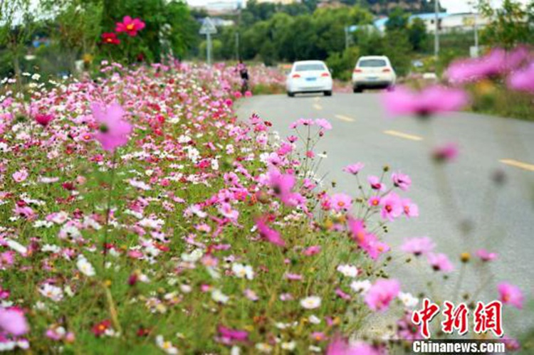 간쑤 톈수이에 펼쳐진 ‘Galsang flower 길’, 꽃길만 33km!