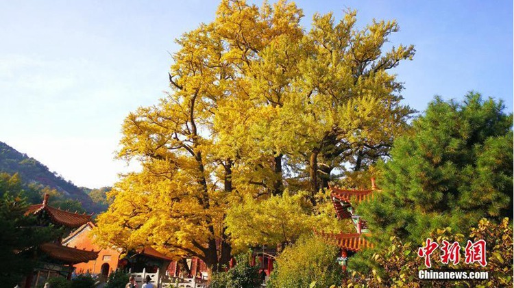 황금빛 발산하는 2천 년 된 은행나무, 어마어마한 크기로 시선 압도