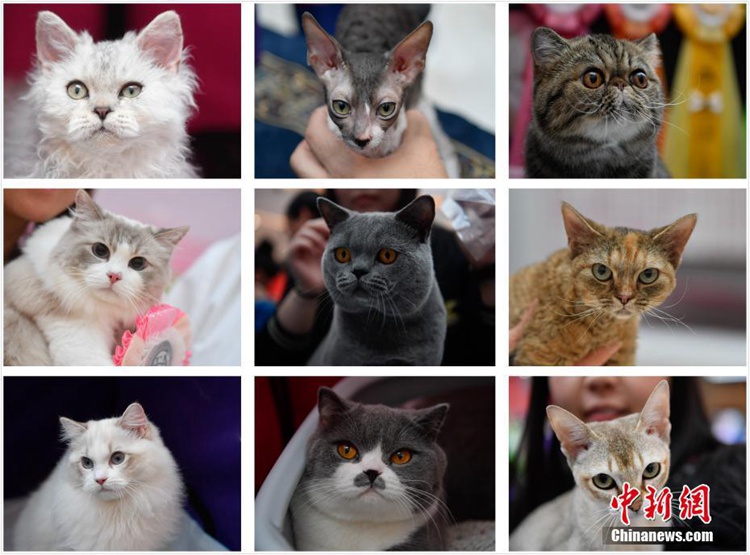 CFA 박람회: 쿤밍에 모인 ‘스타 고양이들’…귀엽고 섹시한 눈빛