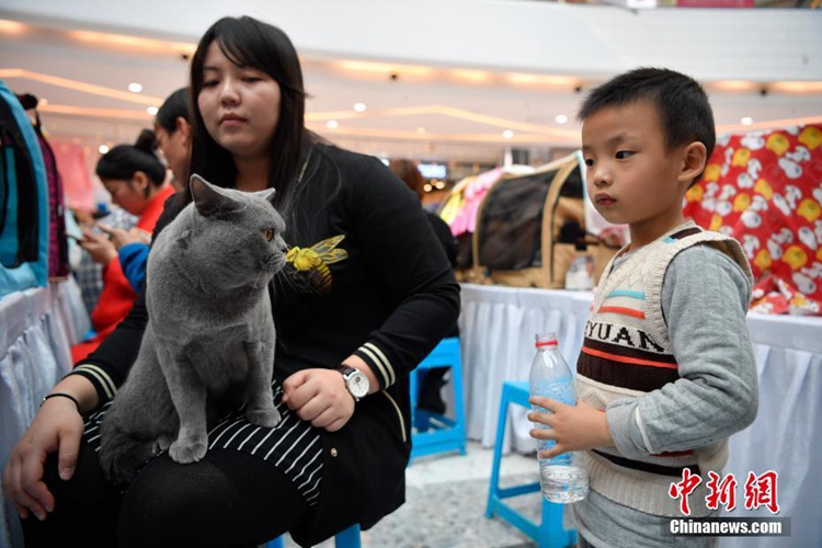 CFA 박람회: 쿤밍에 모인 ‘스타 고양이들’…귀엽고 섹시한 눈빛