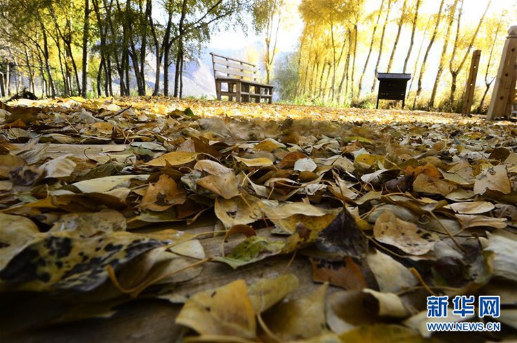 쑹바 장족(藏族)마을에 깊이 찾아온 가을