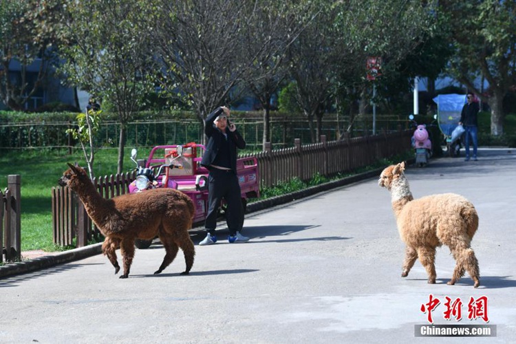 쿤밍 대학교 산책로 걷는 알파카, ‘월담’ 성공