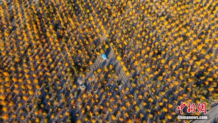간쑤 수러허강 하류: 만 묘에 달하는 유프라티카 포플러 숲, 웅장미 뿜어내