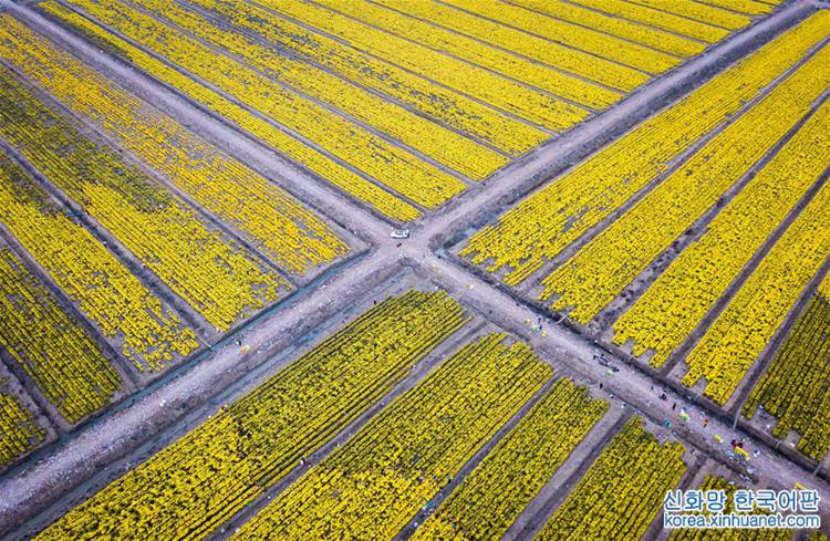 장쑤 화이안: 천 묘 국화꽃밭 풍작 맞아