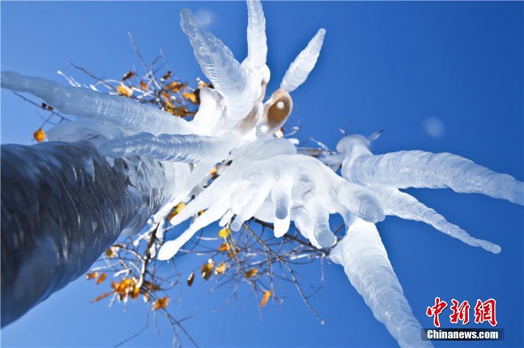 간쑤 장예: 겨울철 ‘얼음 옷’ 입은 나무들, 관광객 몰이 시작