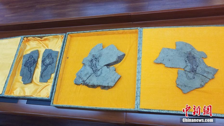 1억 6천만 년 전 ‘포유류’ 화석 랴오닝 모 대학교에 전시
