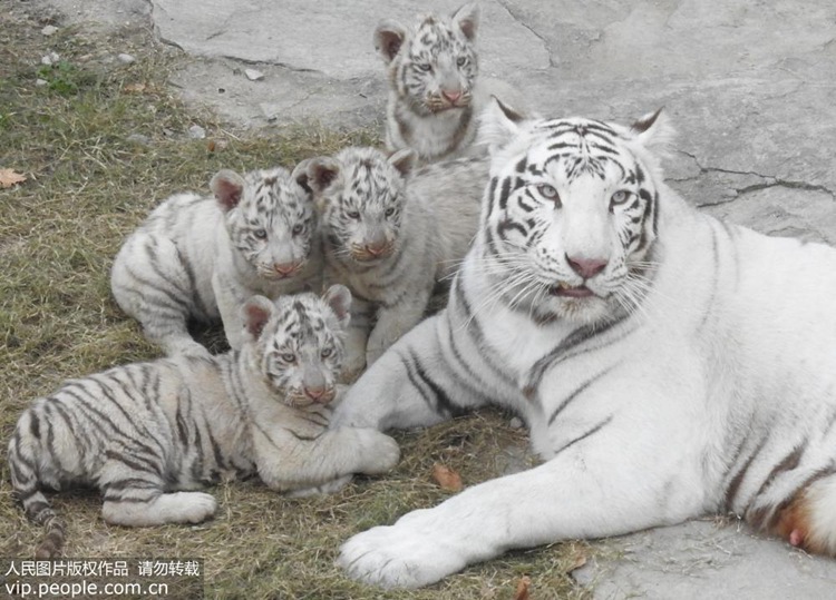 장쑤 옌윈강서 태어난 네 쌍둥이 ‘백호’, 귀여운 모습에 인기 만점