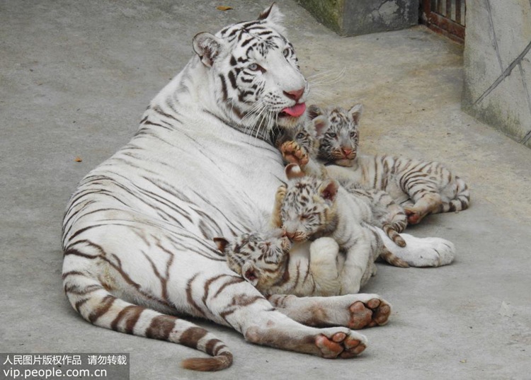 장쑤 옌윈강서 태어난 네 쌍둥이 ‘백호’, 귀여운 모습에 인기 만점