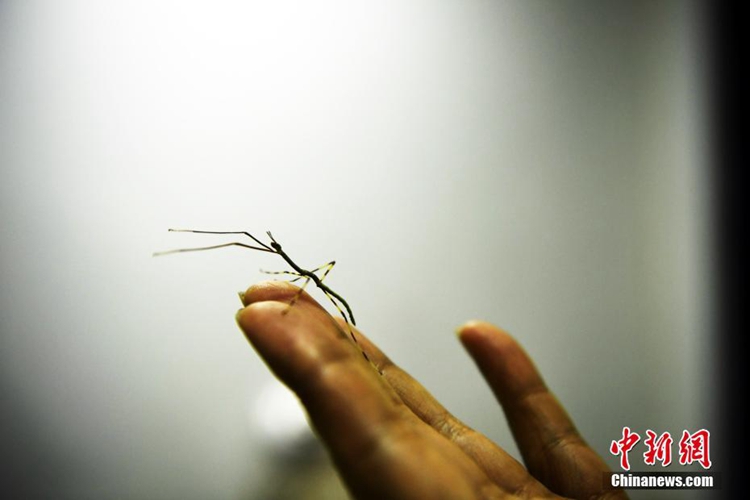 세계에서 가장 큰 곤충, 중국 대형 대벌레 2세 부화 성공