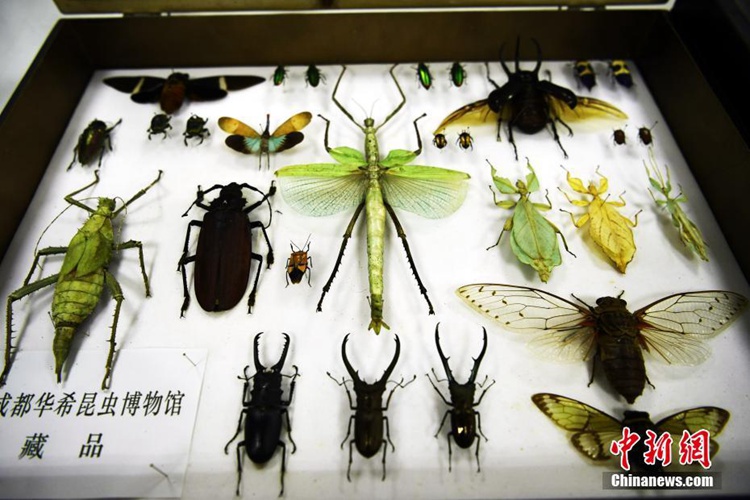 세계에서 가장 큰 곤충, 중국 대형 대벌레 2세 부화 성공