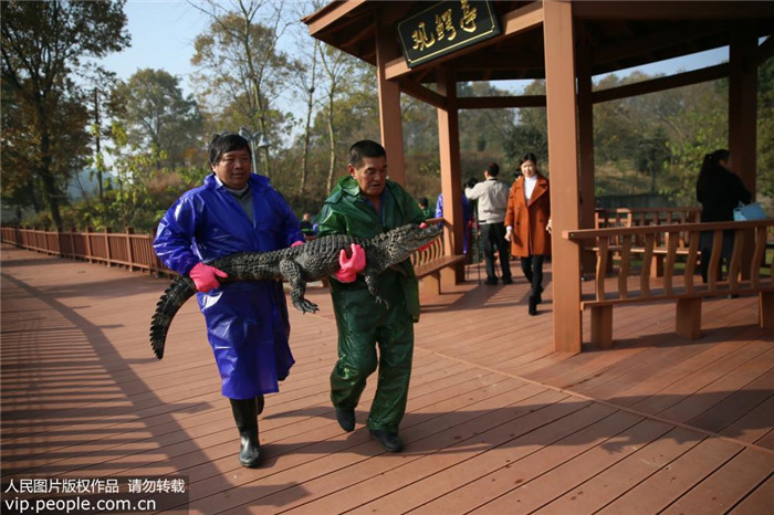 중국 안후이: 양쯔강 악어 월동 준비에 한창