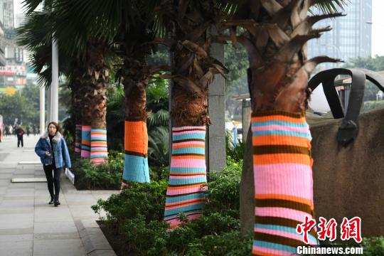 중국 충칭 길거리 수놓은 ‘털옷 입은 나무’, 화려한 볼거리 제공