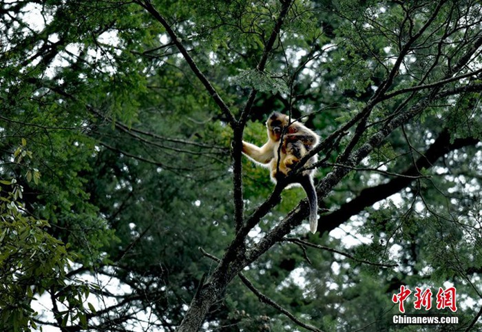 쓰촨 폭설로 인해 산 아래로 내려온 황금들창코원숭이들